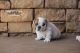 English Bulldog Puppies for sale in Valley Springs, AR, USA. price: NA