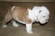 English Bulldog Puppies for sale in Chula Vista, CA, USA. price: NA