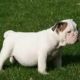 English Bulldog Puppies for sale in Fairfield, CA, USA. price: NA