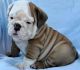 English Bulldog Puppies for sale in Glendale, CA, USA. price: NA