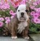 English Bulldog Puppies for sale in Irvine, CA, USA. price: NA