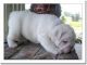English Bulldog Puppies for sale in Palmdale, CA, USA. price: NA