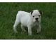 English Bulldog Puppies for sale in Santa Clarita, CA, USA. price: NA