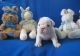 English Bulldog Puppies for sale in Simi Valley, CA, USA. price: NA