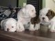 English Bulldog Puppies for sale in Sunnyvale, CA, USA. price: NA