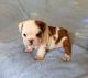 English Bulldog Puppies for sale in Visalia, CA, USA. price: NA