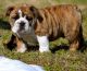 English Bulldog Puppies for sale in East Dunbartonshire, UK. price: NA