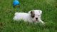 English Bulldog Puppies for sale in Beaver Falls, NY 13620, USA. price: $750