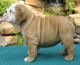 English Bulldog Puppies for sale in Altoona, AL 35952, USA. price: NA