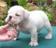 English Bulldog Puppies for sale in Yorklyn, DE, USA. price: NA
