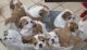 English Bulldog Puppies for sale in Aguadilla Pueblo, Aguadilla, Puerto Rico. price: NA