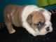 English Bulldog Puppies for sale in Ballouville, Killingly, CT 06241, USA. price: NA