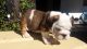 English Bulldog Puppies for sale in Burbank, CA, USA. price: NA