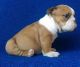 English Bulldog Puppies for sale in Palmdale, CA, USA. price: $400