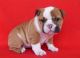 English Bulldog Puppies for sale in Pomona, CA, USA. price: NA