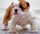 English Bulldog Puppies for sale in Bonaire, GA 31005, USA. price: $500
