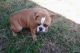 English Bulldog Puppies for sale in Beacon Falls, CT, USA. price: NA