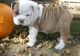 English Bulldog Puppies for sale in Wynnewood, OK 73098, USA. price: NA