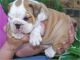 English Bulldog Puppies for sale in Zenia, CA 95595, USA. price: NA