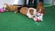 English Bulldog Puppies for sale in Scottsdale, AZ, USA. price: NA