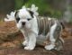 English Bulldog Puppies for sale in Has, Albania. price: 230 ALL