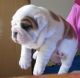 English Bulldog Puppies for sale in Addison, ME, USA. price: NA