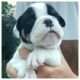 English Bulldog Puppies for sale in Essex, UK. price: 1900 GBP
