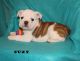 English Bulldog Puppies for sale in Harrisonburg, VA, USA. price: NA