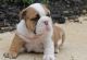 English Bulldog Puppies for sale in Clifton Hill, MO 65244, USA. price: NA