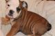 English Bulldog Puppies for sale in Davenport, IA, USA. price: NA