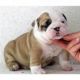 English Bulldog Puppies for sale in Visalia, CA, USA. price: $550