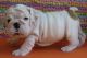 English Bulldog Puppies for sale in Johnson City, NY 13790, USA. price: $250