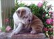 English Bulldog Puppies for sale in Woodbridge Township, NJ, USA. price: NA