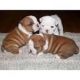 English Bulldog Puppies for sale in Flagstaff, AZ, USA. price: NA