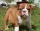 English Bulldog Puppies for sale in Gainesville, GA, USA. price: NA