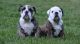 English Bulldog Puppies for sale in Killeen, TX, USA. price: NA