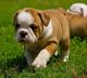 English Bulldog Puppies for sale in Roanoke, TX, USA. price: NA