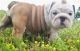 English Bulldog Puppies for sale in Yucaipa, CA, USA. price: NA