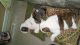 English Bulldog Puppies for sale in Fairgrove, MI 48733, USA. price: NA