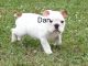English Bulldog Puppies for sale in Mesa, AZ, USA. price: NA