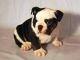 English Bulldog Puppies for sale in Norman, OK, USA. price: NA