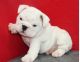 English Bulldog Puppies for sale in Frisco, TX, USA. price: NA