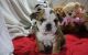English Bulldog Puppies for sale in Pompano Beach, FL, USA. price: NA