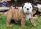 English Bulldog Puppies for sale in Omaha, NE, USA. price: NA