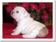 English Bulldog Puppies for sale in Fullerton, CA, USA. price: NA