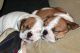 English Bulldog Puppies for sale in St Paul, MN, USA. price: NA