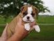 English Bulldog Puppies for sale in Clay Springs, AZ, USA. price: NA
