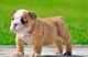 English Bulldog Puppies for sale in Albert Lea, MN 56007, USA. price: $500