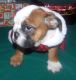 English Bulldog Puppies for sale in Allentown, PA, USA. price: NA