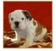 English Bulldog Puppies for sale in Allentown, PA, USA. price: NA